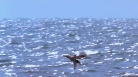Why_Can_Shark_Hunt_Eagle_Flying_Wild_Life_So Amazing