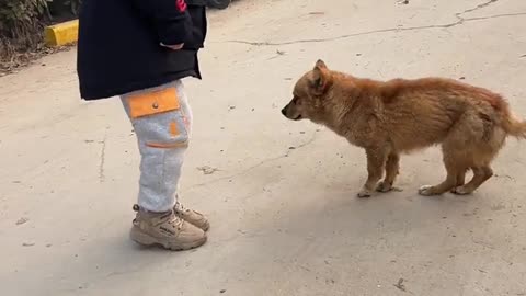 Dog and funny animals