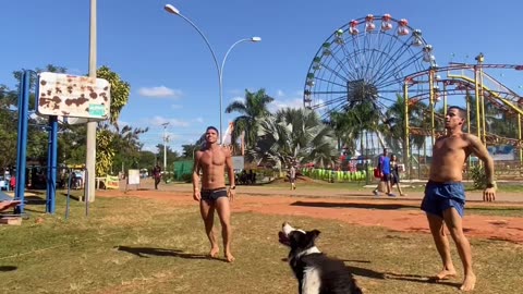 Cute dog playing football