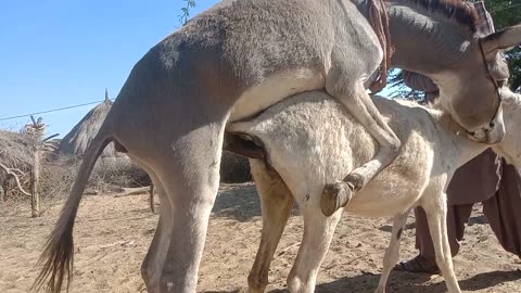 Donkey meeting Animal meeting