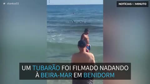 Tubarão nada em uma praia cheia de turistas em Benidorm