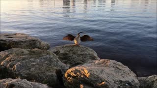 Bird Drying Feathers