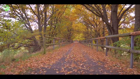 ride through autumn forest hd