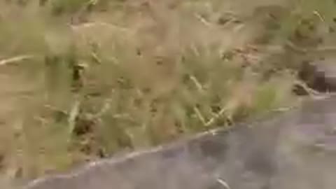 How to catch rat in a rice field