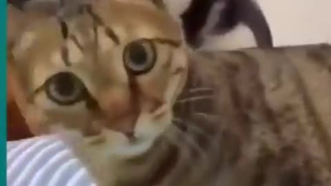 Cats VS Dogs Fighting Very Funny Video