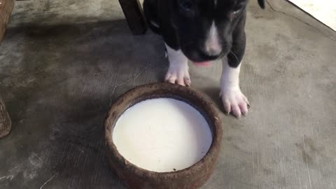MY PUPPY FAMPOO REFUSE TO DRINK MILK
