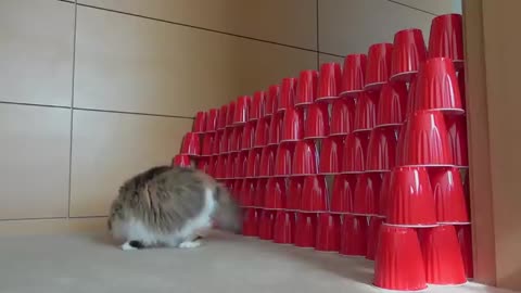 The cat broke the obstacle challenge