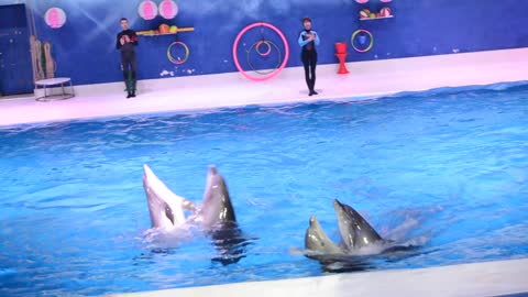 dolphin show dxb