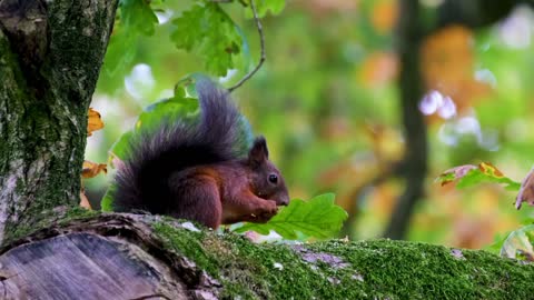 Funny Squirrel | Crazy Squirrel | Squirrel Videos