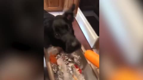 Good Doggo Eating Carrot Peels 🐶🥕