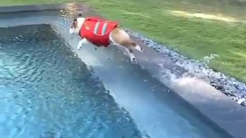 Dog learns how to Swim