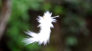 Silk Worm Dancing