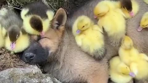 Puppy thinks he's one of them...🐶🐾🐥🐤🐥🥰
