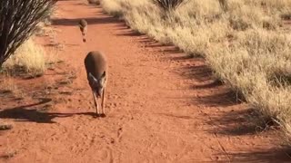 Walking with a Kangaroo and her Baby