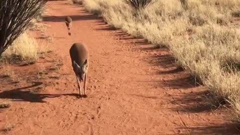 Walking with a Kangaroo and her Baby