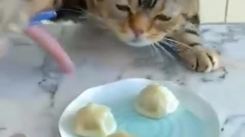 🐈 Cat eating food.