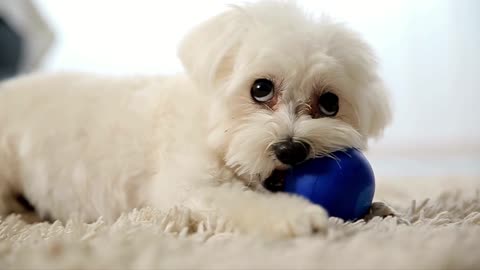SQUEAKY DOG TOY SOUNDS | EXCITE YOUR DOG AND GET THEIR REACTION | ⚠️Warning: CUTENESS OVERLOAD!