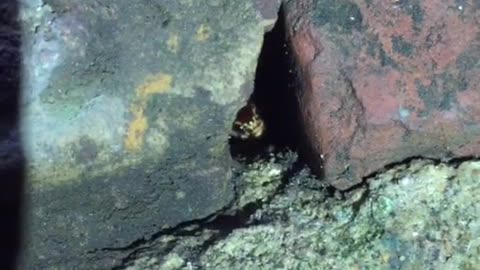Camera sneaks a cricket hiding in a cave