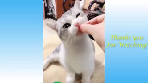 This cat is beautiful and knows more | Viral Animal Planet