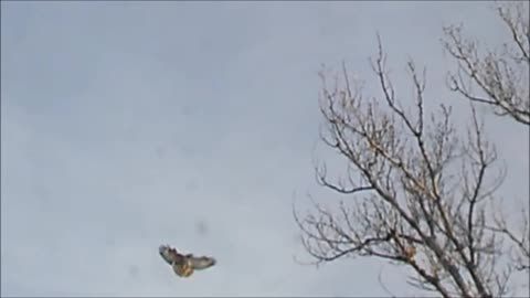 Northern Harrier Strafes Red-Tailed Hawks - Looking for revenge?