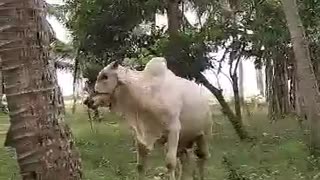 Angry cow, like a buLL..