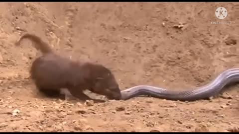 King Cobra Attack Mongoose | Cobra Big Battle In The Desert Mongoose | Amazing Attack of Animals