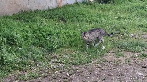 Street cats