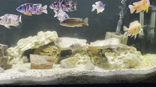 Cichlids