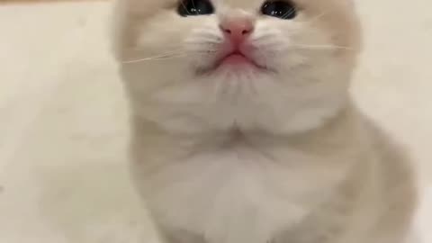 Viral cute cat 🐱 funny cat 🐱 beautiful cat 🐱