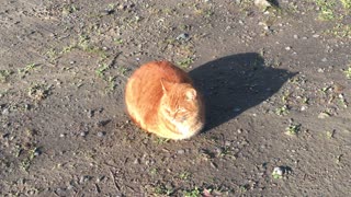 Cat looking at the rising sun