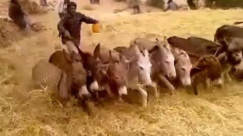 Donkeys donkeys