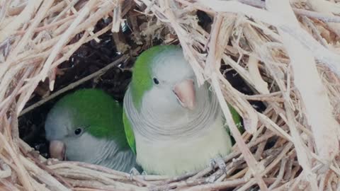 Cool Birds in their nest