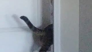 Cat Opens Door