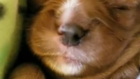 Charming puppy sleeping and dreaming - cute puppy