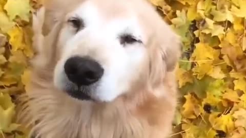 HAPPY DOG WELCOMES ITS OWNER COMING JOB