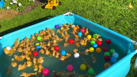 Ducklings from the supermarket