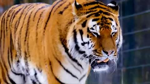 Wild Animals collection 4k wild Animal 4k video.