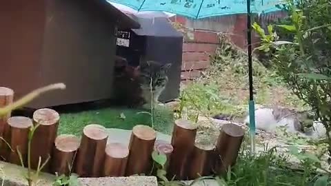 Cat umbrella relaxing