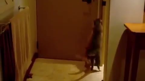 Cats open the door without no help