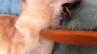 Dog Completely Surrenders To The Gentle Hairbrush Strokes By Its Owner