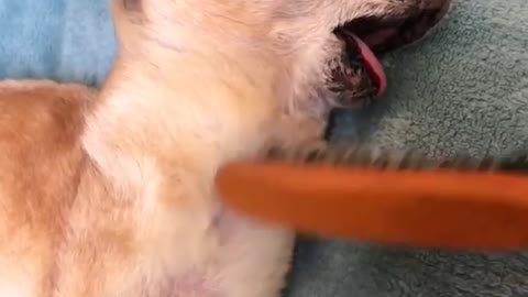 Dog Completely Surrenders To The Gentle Hairbrush Strokes By Its Owner