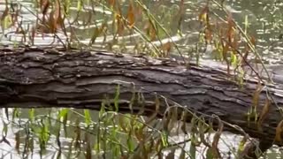 Beaver in pond