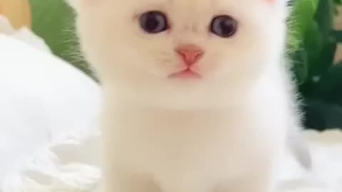 Beautiful cat/Amazing cat