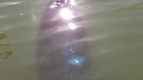 Manatee Swims into Sunbeams