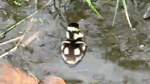 Cutest Baby Ducks Ever