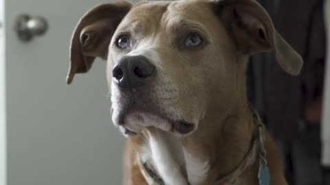 Guilty DOG Face reaction - DOG FACE REACTION COMPILATION 2022
