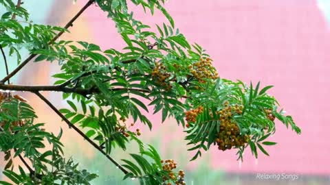 Chuva tropical no galho da árvore