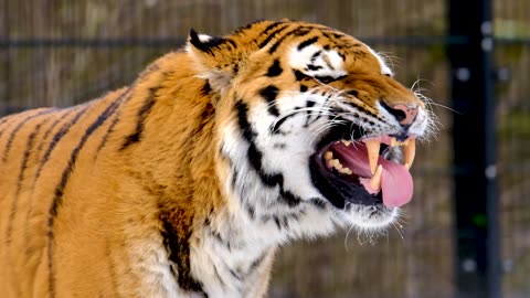 Slow Motion Footage of Tiger (Panthera tigris) in Zoo