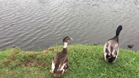 Funny Video of Dogs, Cats and other Animals - Moment of model of the ducklings.