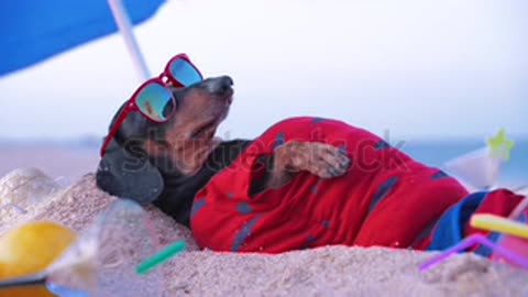 a dog in the beach